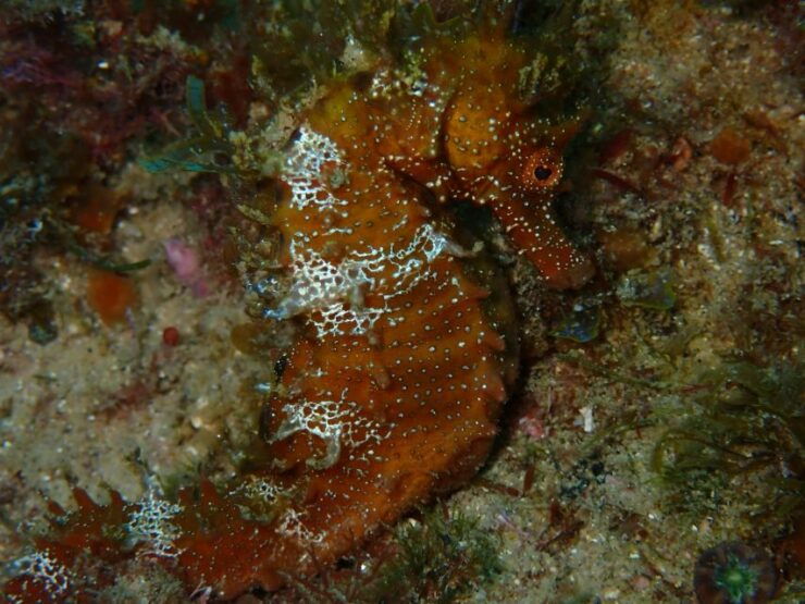 Tossa De Mar: Mar Menuda Dive Trip for Certified Divers - Trip Duration and Instructor Details