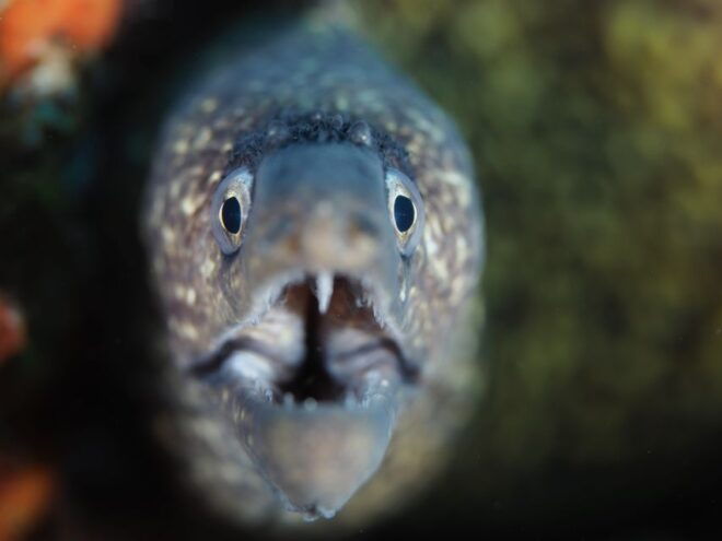 Tossa De Mar: Mar Menuda Dive Trip for Certified Divers - Group Size and Trip Highlights