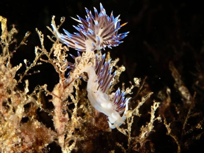 Tossa De Mar: Mar Menuda Dive Trip for Certified Divers - Wildlife Search and Post-Dive Activities