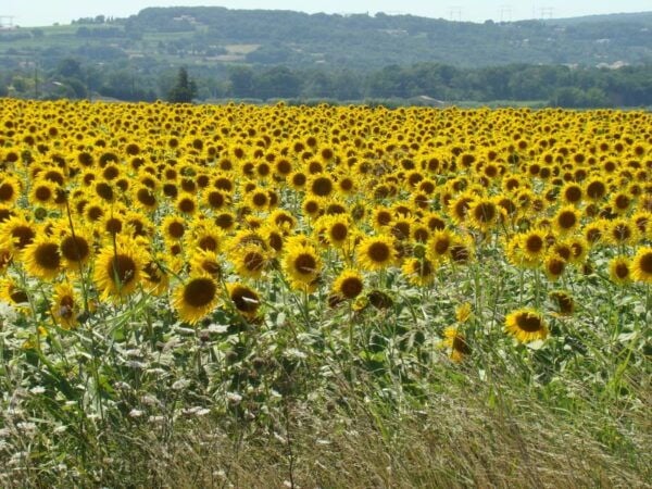 Toulouse to Carcassonne & Albi: Private Sightseeing Tour - End of Tour in Albi