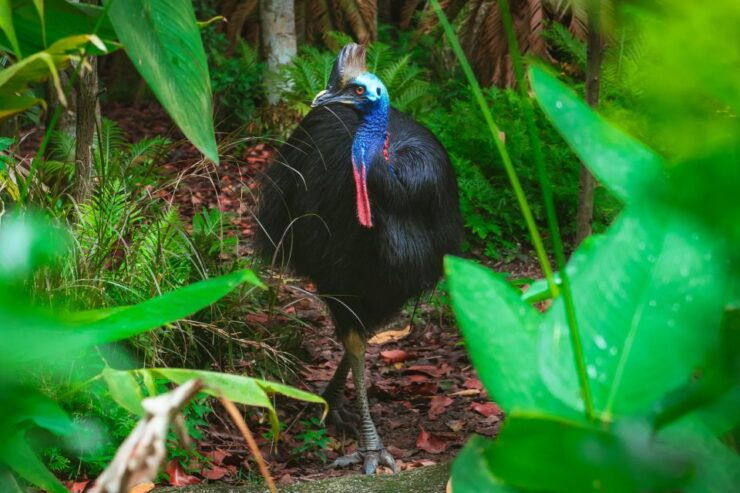 Tour 1 - Aboriginal Cassowary Adventure & Waterfalls Tour - Good To Know