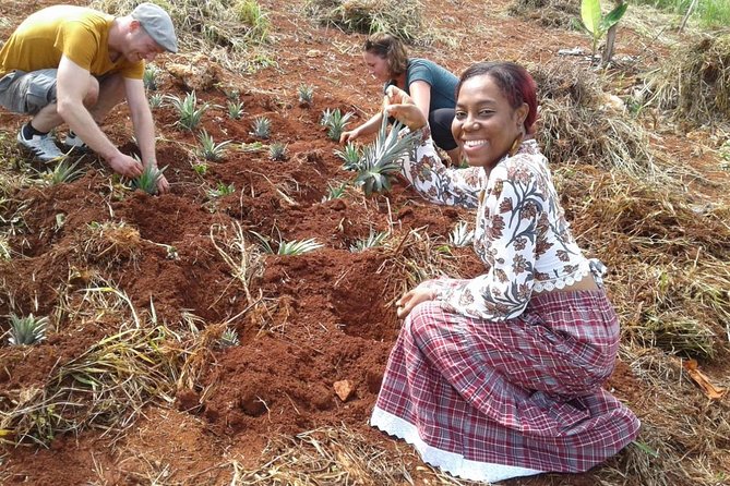 Tour a Jamaican Farm - Farm Tour Highlights
