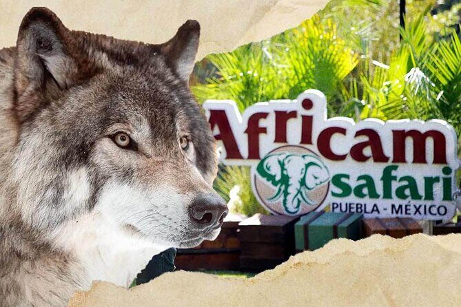 Tour Africam Safari in Puebla - What to Expect from the Tour