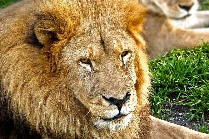 Tour Africam Safari in Puebla - Who Would Enjoy This Tour?