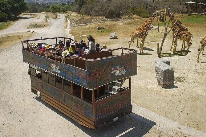 Tour Africam Safari in Puebla - The Sum Up