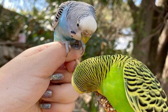 Tour Africam Safari in Puebla - FAQ