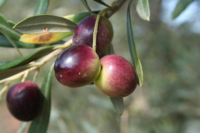 Tour and Extra Virgin Olive Oil Tasting in a Farmhouse, Small Group - Overview and Whats Included