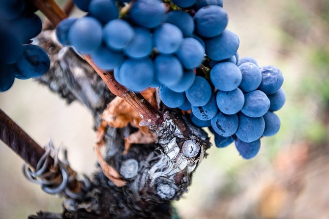 Tour and Tasting at an Organic Winery in the Heart of Chianti Classico Area - The Sum Up