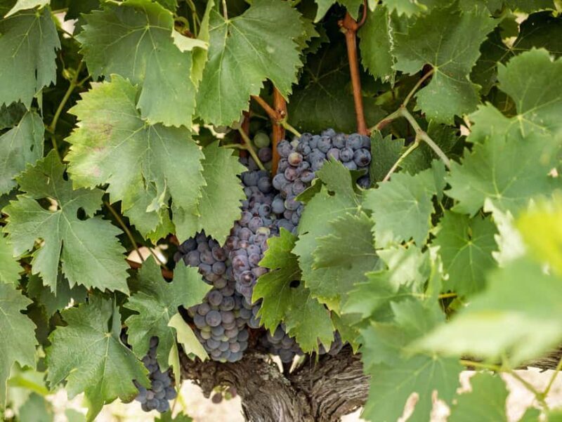 Tour and tasting at the Casalbosco estate - The Experience Duration and Practical Details