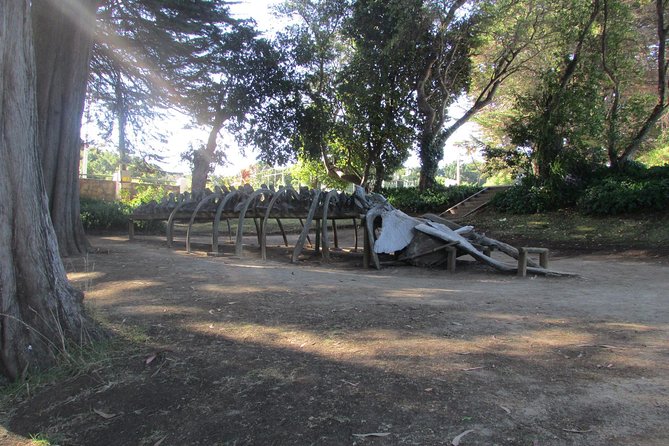 Tour Around Biobío River Estuary & Pedro Del Río Zañartu Museum - Tour Overview