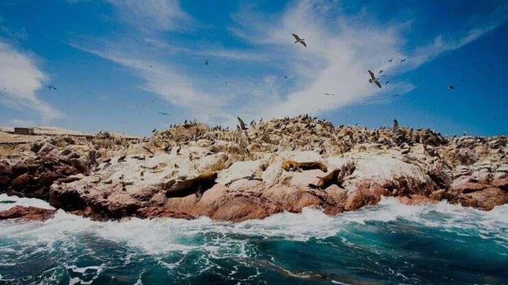 Tour: Ballestas Islands and the Paracas National Reserve - Activity Details