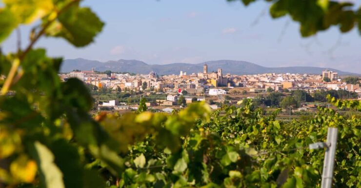 Tour: Bathing With Tuna in the Ebro Delta & Olives Route - Good To Know
