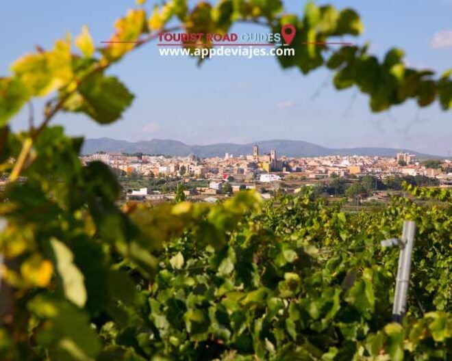 Tour: Bathing With Tuna in the Ebro Delta & Olives Route - Swimming With Bluefin Tuna