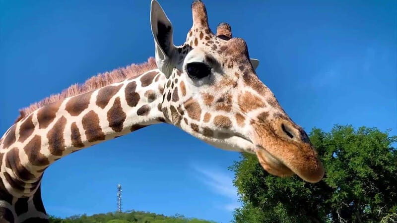 Tour "Bioparque" + Traslados + Tickets incluidos - Good To Know