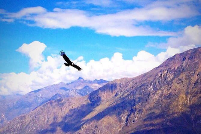 Tour Colca Canyon 2d -1n From Arequipa, Ending In Puno - Tour Overview