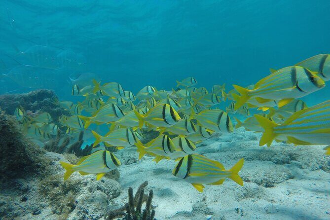 Tour Contoy Magic Island! Round Transportation From Cancun & Playa Del Carmen - Good To Know