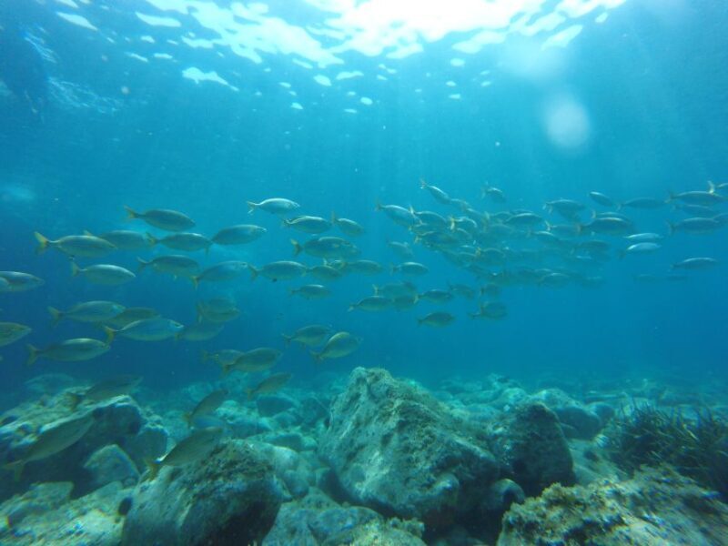 Tour Costa Brava: Coastal Trails, Snorkel, Cliff-Jump & Meal - Good To Know