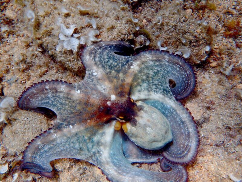 Tour Costa Brava: Coastal Trails, Snorkel, Cliff-Jump & Meal - The Final Rest: A Delicious Local Meal