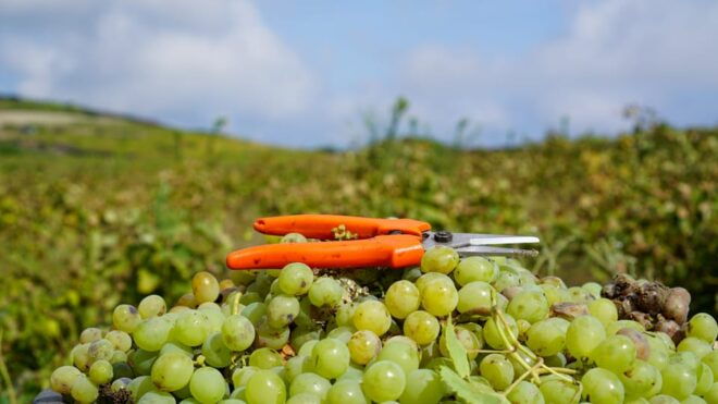 Tour Discover Pantelleria - Inclusions