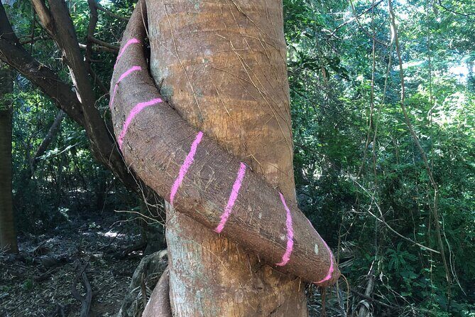 Tour Drone MX Bahía de Banderas - Final Thoughts: Who Should Consider This Tour?