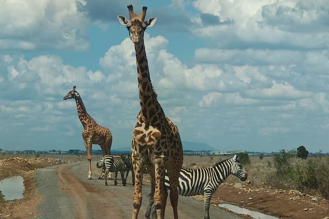 Tour Elephant Orphanage & Nairobi National Park - Location Details