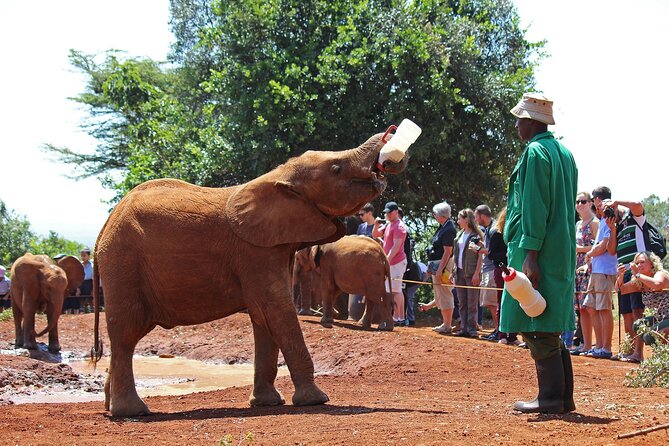 Tour Elephant Orphanage & Nairobi National Park - Pickup Information
