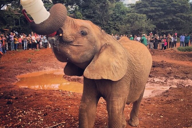 Tour Elephant Orphanage & Nairobi National Park - Cancellation Policy