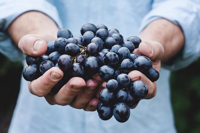 Tour Etna & Wine Tasting - Questions and Help