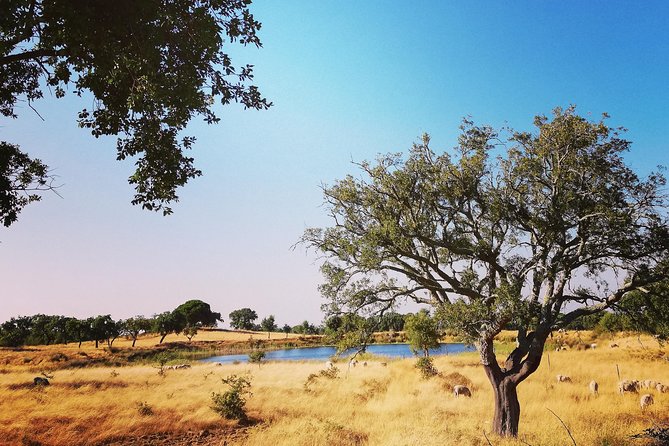 Tour Évora - Good To Know
