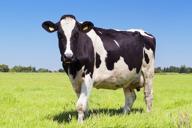 Tour From Amsterdam to Dutch Countryside, Windmills and Villages - Charming Dutch Villages