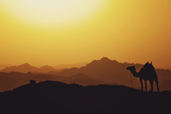 Tour From Marrakech to Agafay Desert Sunset & Camel Ride - Operator Information