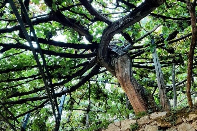 Tour From Napoli to Pompei/Ercolano: Luxury Tour, Secret Vineyard - Frequently Asked Questions