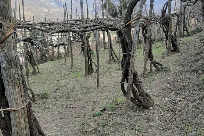 Tour From Napoli to Pompei/Ercolano: Luxury Tour, Secret Vineyard - The Sum Up