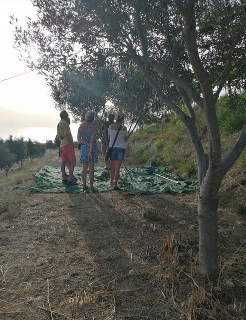 Tour From the Land to the Oil With Tasting at Sunset - Preparation and Meeting Point