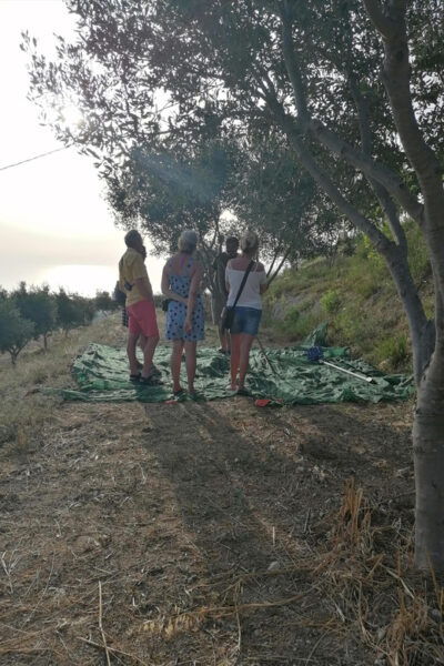 Tour From the Land to the Oil With Tasting at Sunset - Professional Tasting