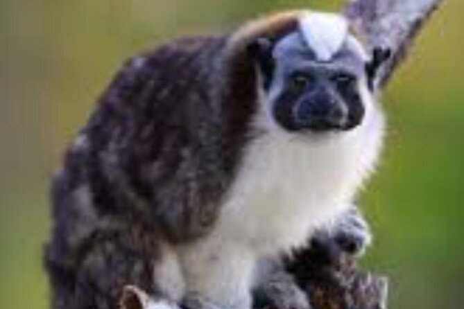 Tour Gatun Lake Wildlife Monkey Watch and Sloth Sanctuary - Tour Details