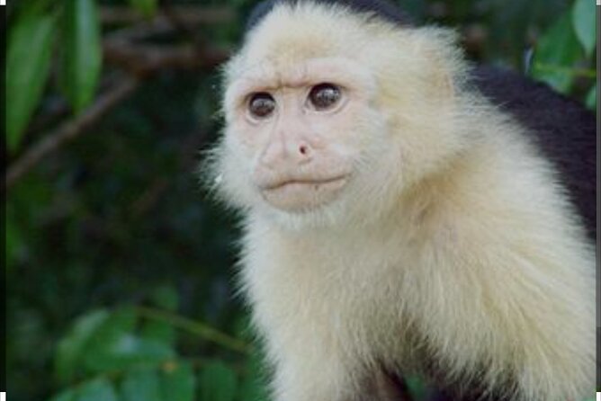 Tour Gatun Lake Wildlife Monkey Watch and Sloth Sanctuary - Pricing and Cancellation Policy