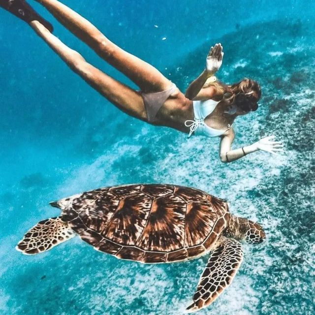 Tour Gili Islands : Private Snorkeling Trip 4 Hours - Tour Highlights
