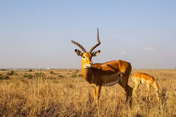 Tour: Giraffe Center and Nairobi National Park - Tour Reviews