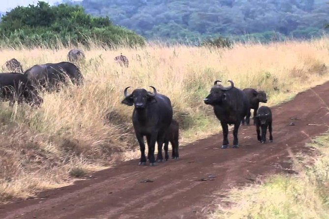 Tour Hells Gate National Park Day Tour - Frequently Asked Questions