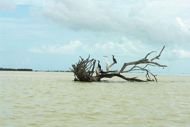 Tour Holbox at Pasion Island & Cenote Yalahau from Cancún - The Itinerary in Detail