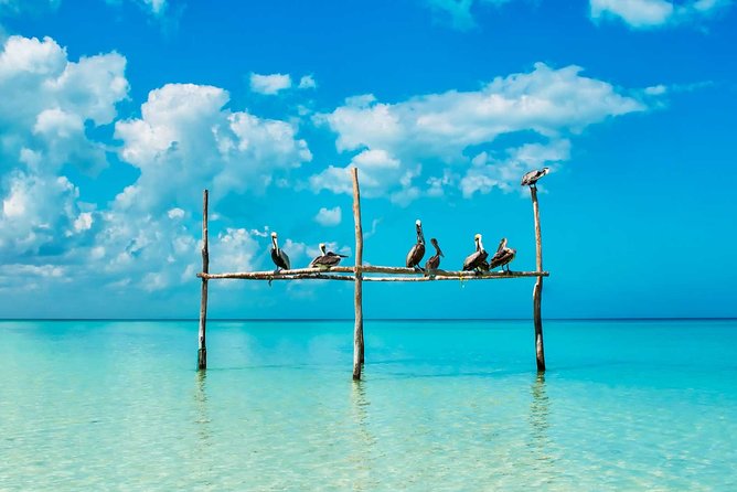 Tour Holbox - Two Island & Cenote From Cancun & Playa Del Carmen - Wildlife Encounters on Holbox Island