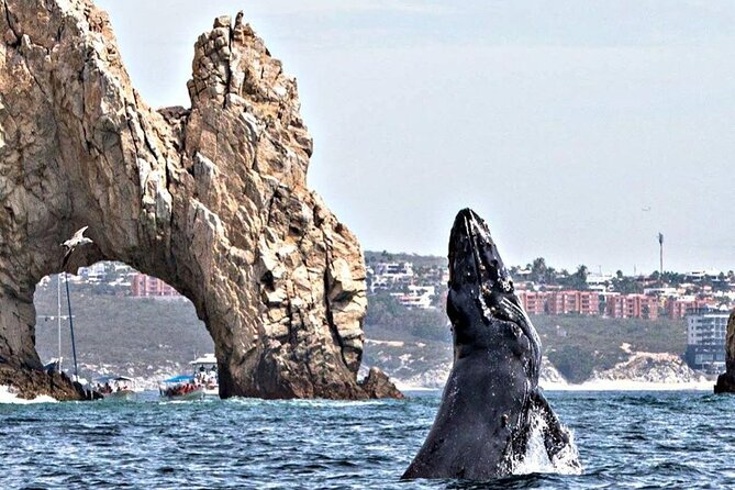 Tour in Cabo Whale Watching With an Expert Captain - Stunning Whale Sightings