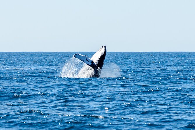 Tour in Cabo Whale Watching With an Expert Captain - Comfortable and Safe Boat