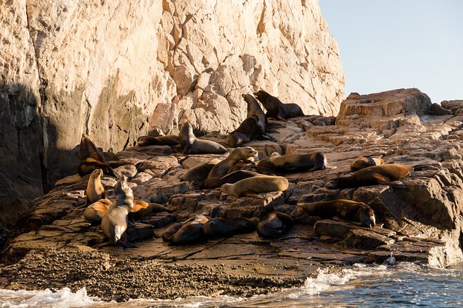 Tour in Cabo Whale Watching With an Expert Captain - Educational Insights on Whales