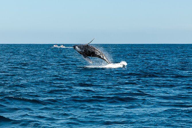 Tour in Cabo Whale Watching With an Expert Captain - Spectacular Coastal Views