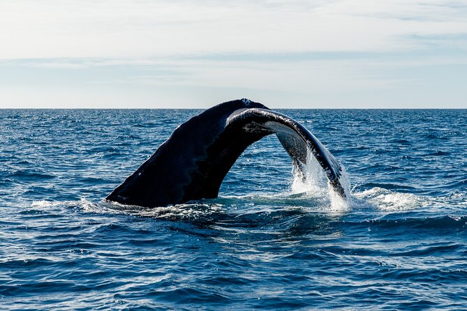 Tour in Cabo Whale Watching With an Expert Captain - Common Questions