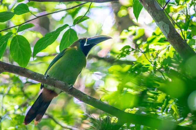 Tour in Monteverde Curi-Cancha Reserve - Tour Duration and Admission