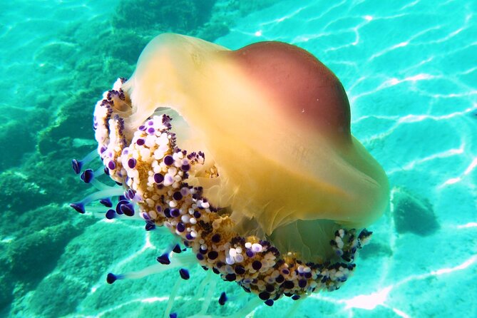 Tour in Rubber Dinghy and Snorkeling in the Protected Marine Area of Tavolara - Common Questions