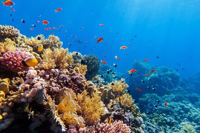 Tour in the Contoy Island Reserve Plus Visit to Isla Mujeres - Good To Know